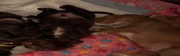 Cocker Spaniel dogs for sale: (ALL BOYS) Beautiful Cocker Spaniel Puppies - Advert 9