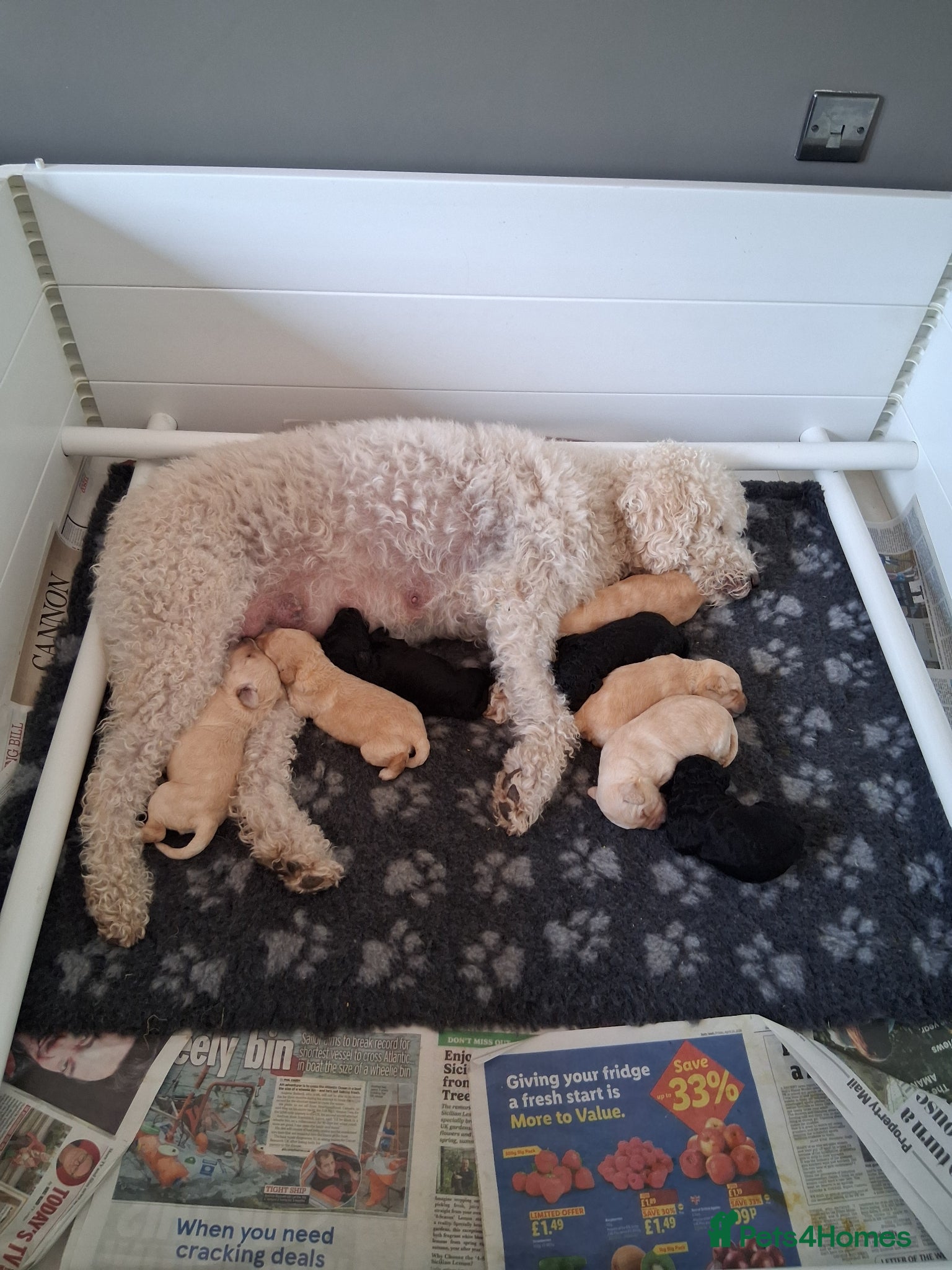 Labradoodle dogs Multi generation Standard labradoodles  - Advert 1