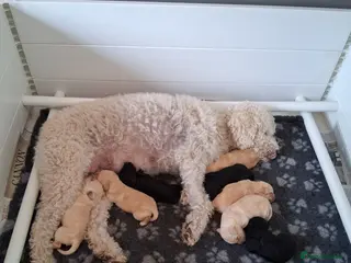 Labradoodle dogs Multi generation Standard labradoodles - Advert 3