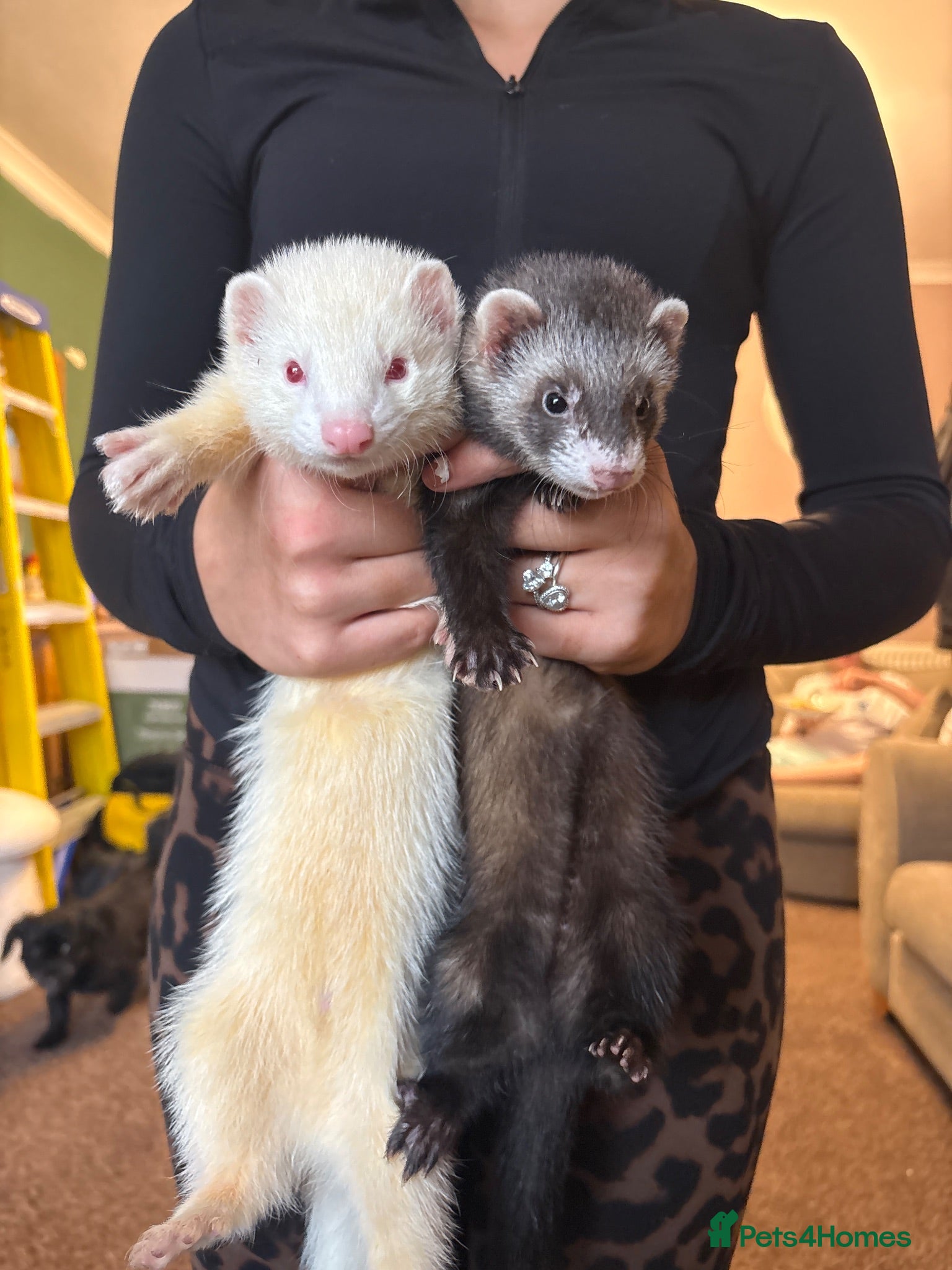 Ferret rodents 2 ferrets one boy one girl  - Advert 12