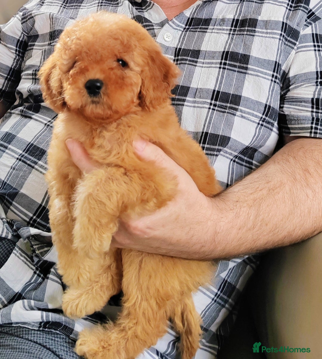 Cavapoo dogs for sale: TOY CAVAPOO DNA TESTED PARENTS AND GRANDPARENTS  - Image 15