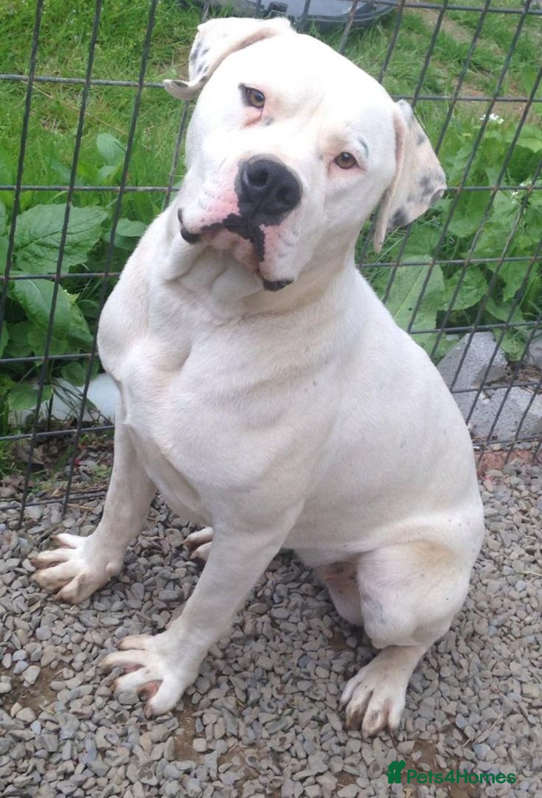 Mixed Breed dogs for sale: American Bullwiler puppy 11 weeks! - Image 4