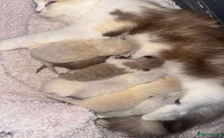 Ragdoll cats - Advert 4