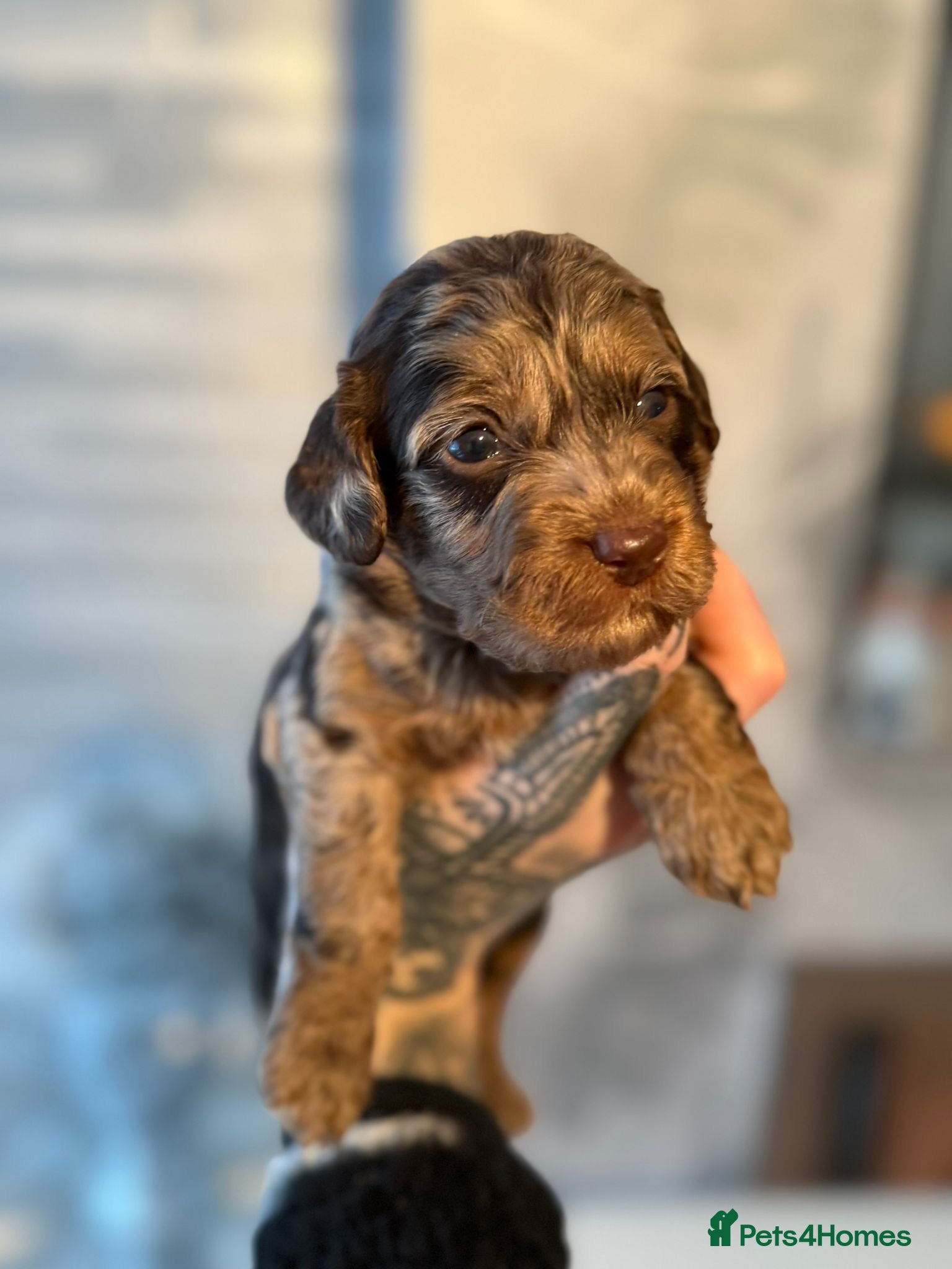 Cockapoo dogs Stunning F1b Merle cockapoos  - Advert 7