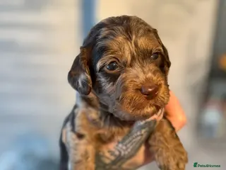 Cockapoo dogs Stunning F1b Merle cockapoos - Advert 12