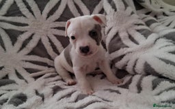 Staffordshire Bull Terrier dogs for sale: Staffordshire Puppies - Image 4