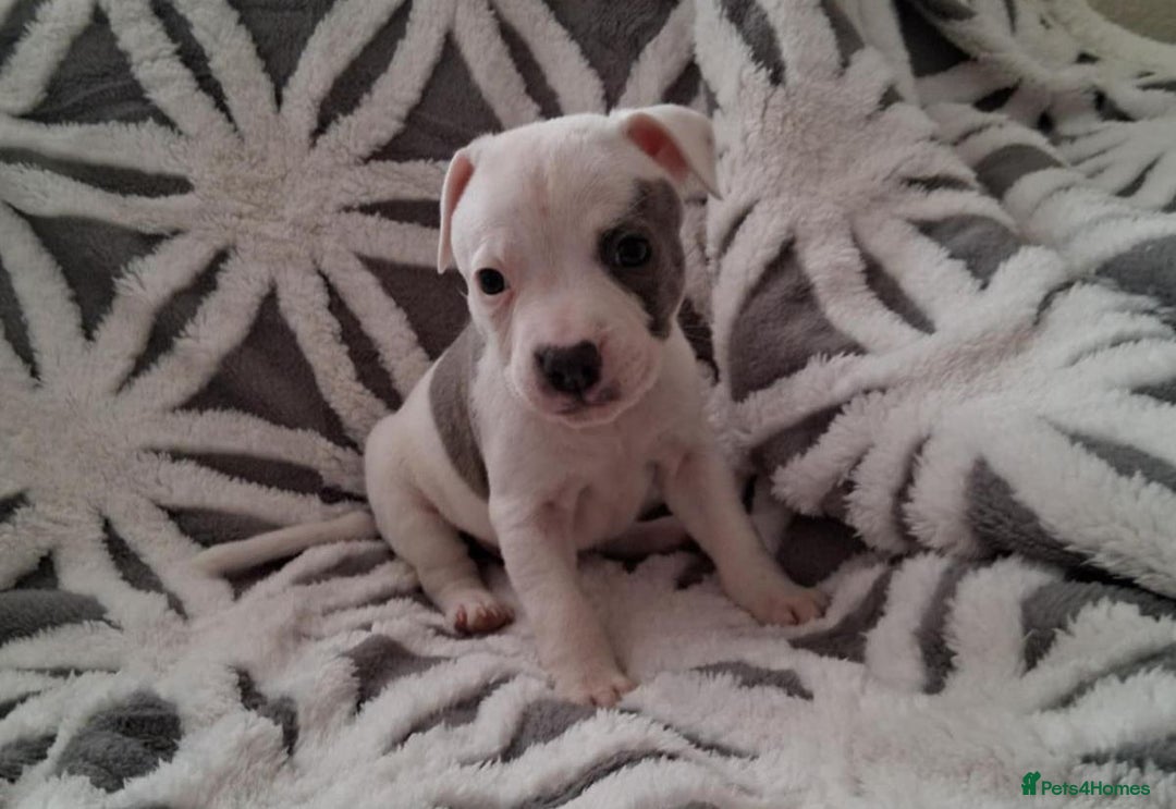 Staffordshire Bull Terrier dogs for sale: Staffordshire Puppies - Image 4