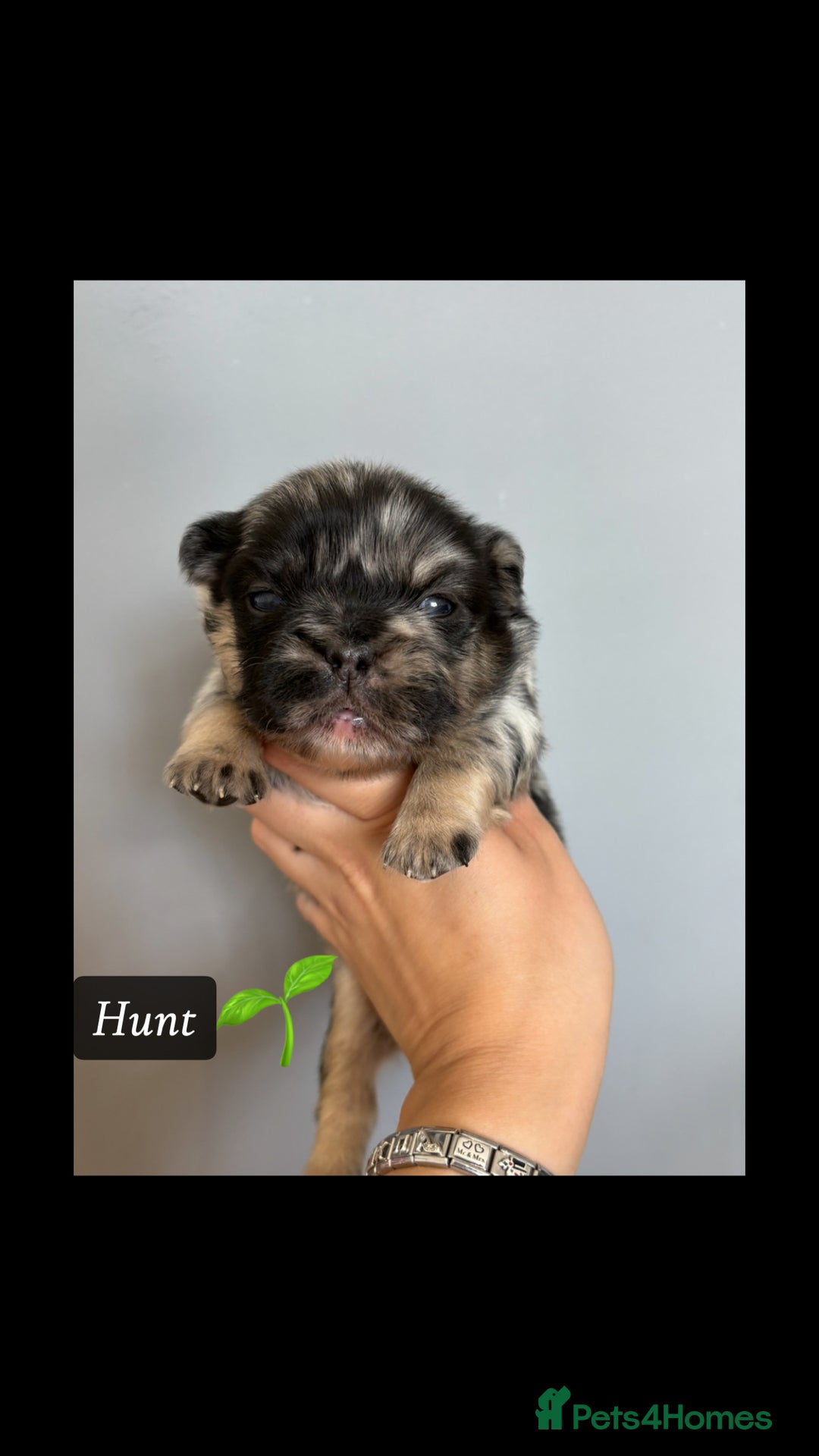 French Bulldog dogs for stud: NOODLE Choc & Tan Fluffy in Newcastle upon Tyne - Advert 7