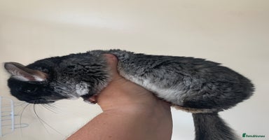 Chinchilla rodents - Advert 4
