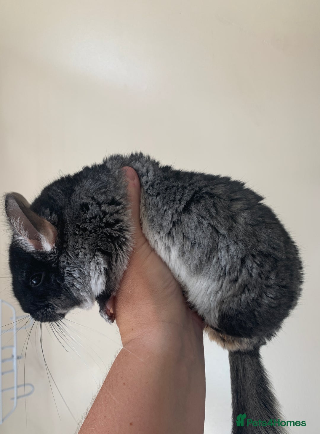 Chinchilla rodents for sale: Beautiful black velvet baby chinchilla girl - Image 2
