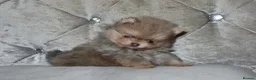 Pomeranian dogs for sale: Mini Pomeranian Puppy KC registered Milton Keynes - Advert 8