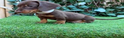 Miniature Dachshund dogs for sale: BEAUTIFUL TINY MINIATURE DASCHUNDS DAPPLE  - Advert 14