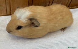 Guinea Pig rodents for sale: RESERVED Gorgeous baby Guinea - Boy - Image 2