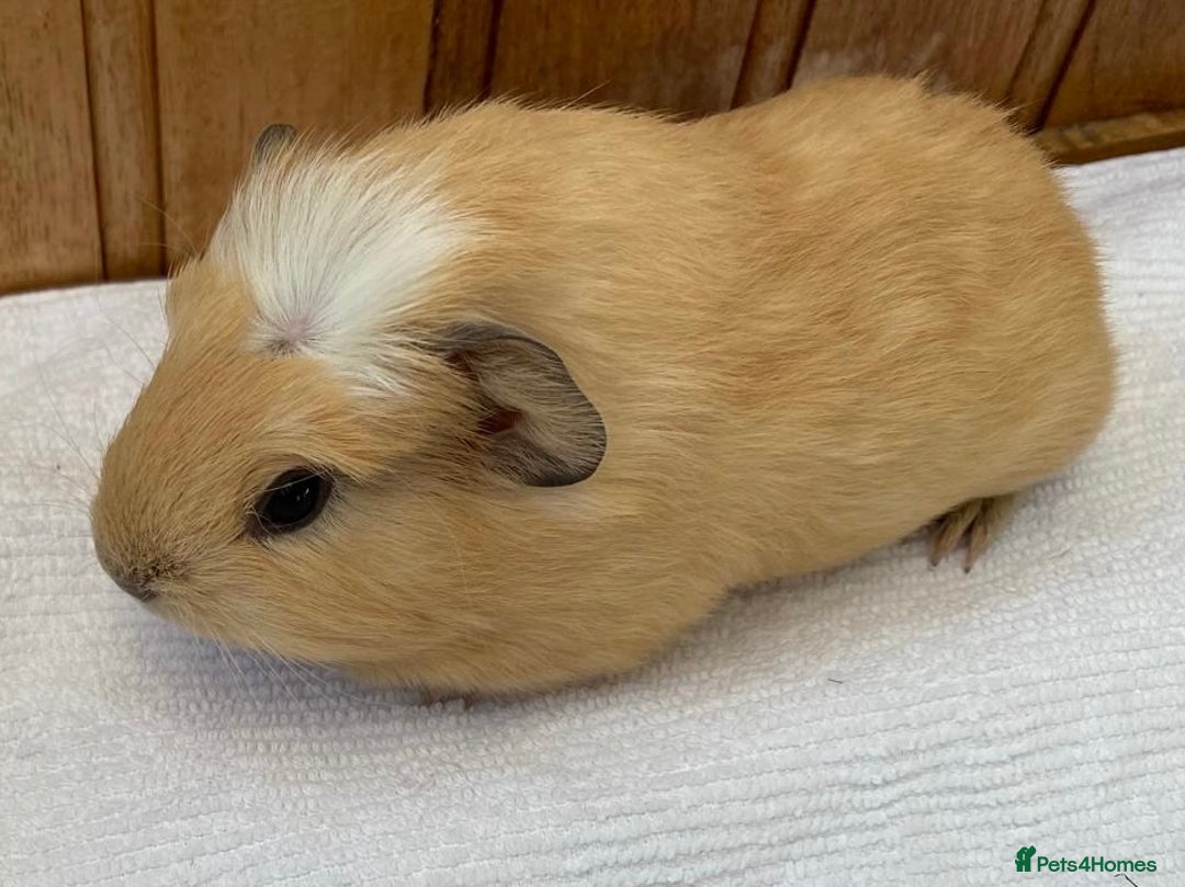 Guinea Pig rodents for sale: RESERVED Gorgeous baby Guinea - Boy - Image 2