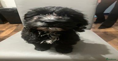 Cockapoo dogs - Advert 7