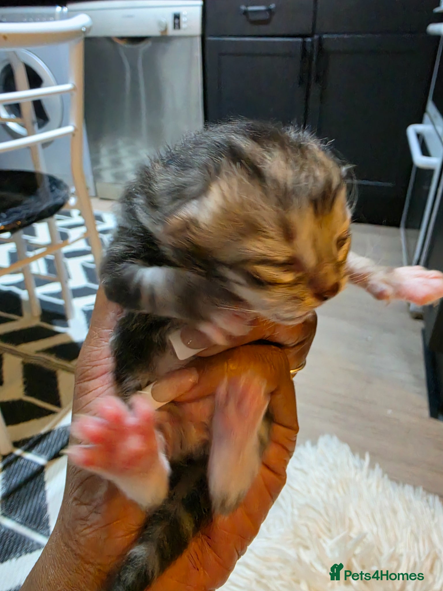 Persian cats for sale: Beautiful Persian Mix Kittens - Advert 27