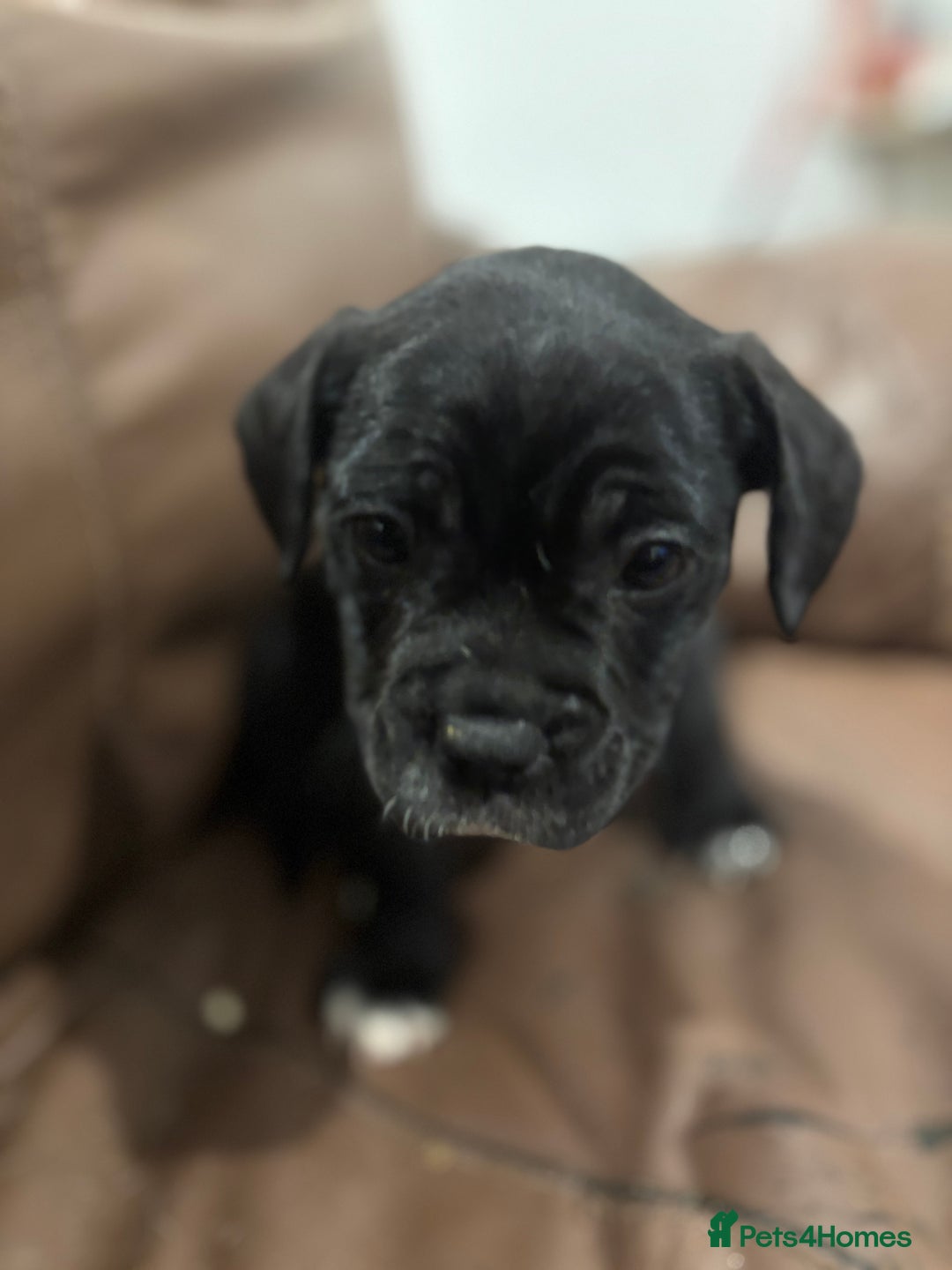 Mixed Breed dogs for sale: Adorable Puppies Looking for Their Forever Homes!  - Image 5