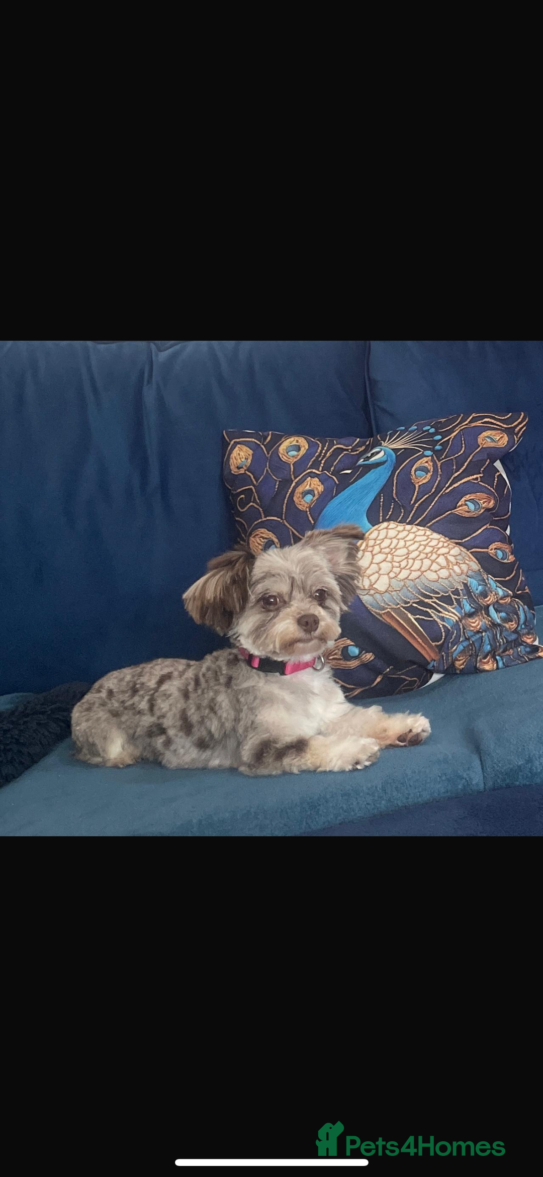 Maltipoo dogs for sale: Maltipoo rare merle colours  - Image 8