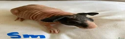 Guinea Pig rodents for sale: Well handled skinny pigs and one teddy boy.  - Advert 10