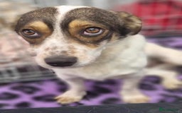 Mixed Breed dogs for adoption: Brodie In Ayr Looking for a home  - Image 2