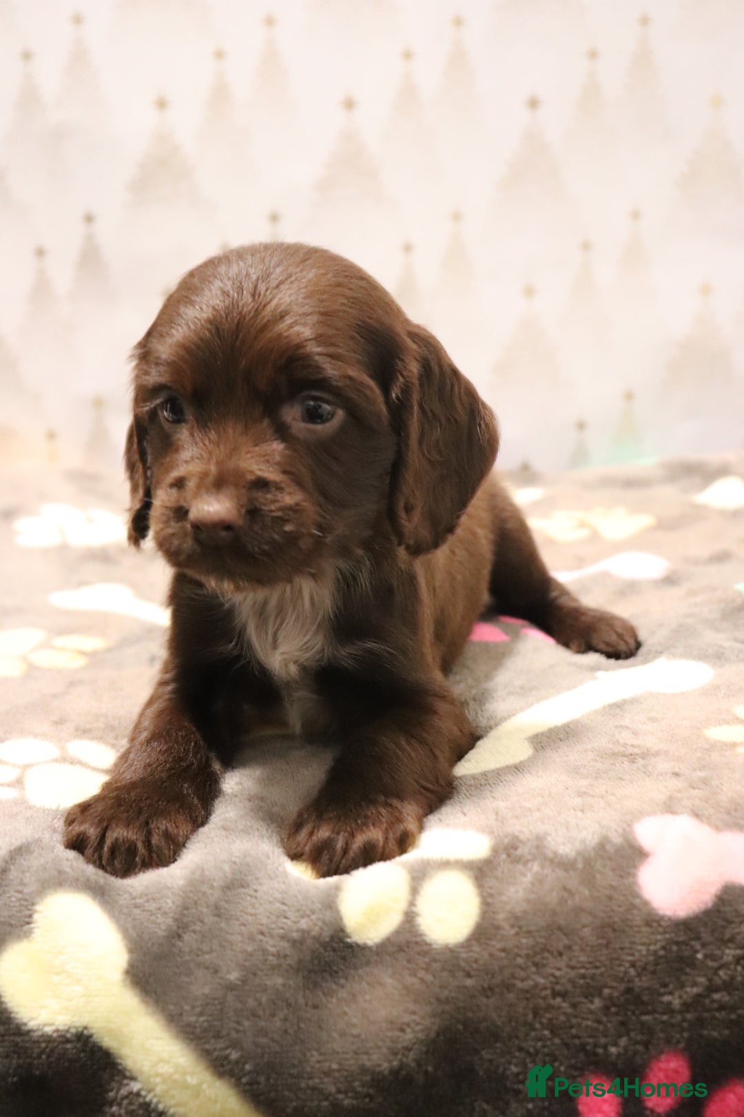 Cocker Spaniel dogs for sale: Fully Health Tested Cocker Spaniel Puppies  - Advert 25