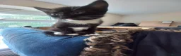 Mixed Breed cats for sale: Gorgeous kittens for sale  in South Croydon - Advert 3