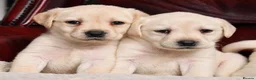 Labrador Retriever dogs for sale: KC REG HEALTH TESTED LABRADOR PUPPYS QUALITY LINES - Advert 15