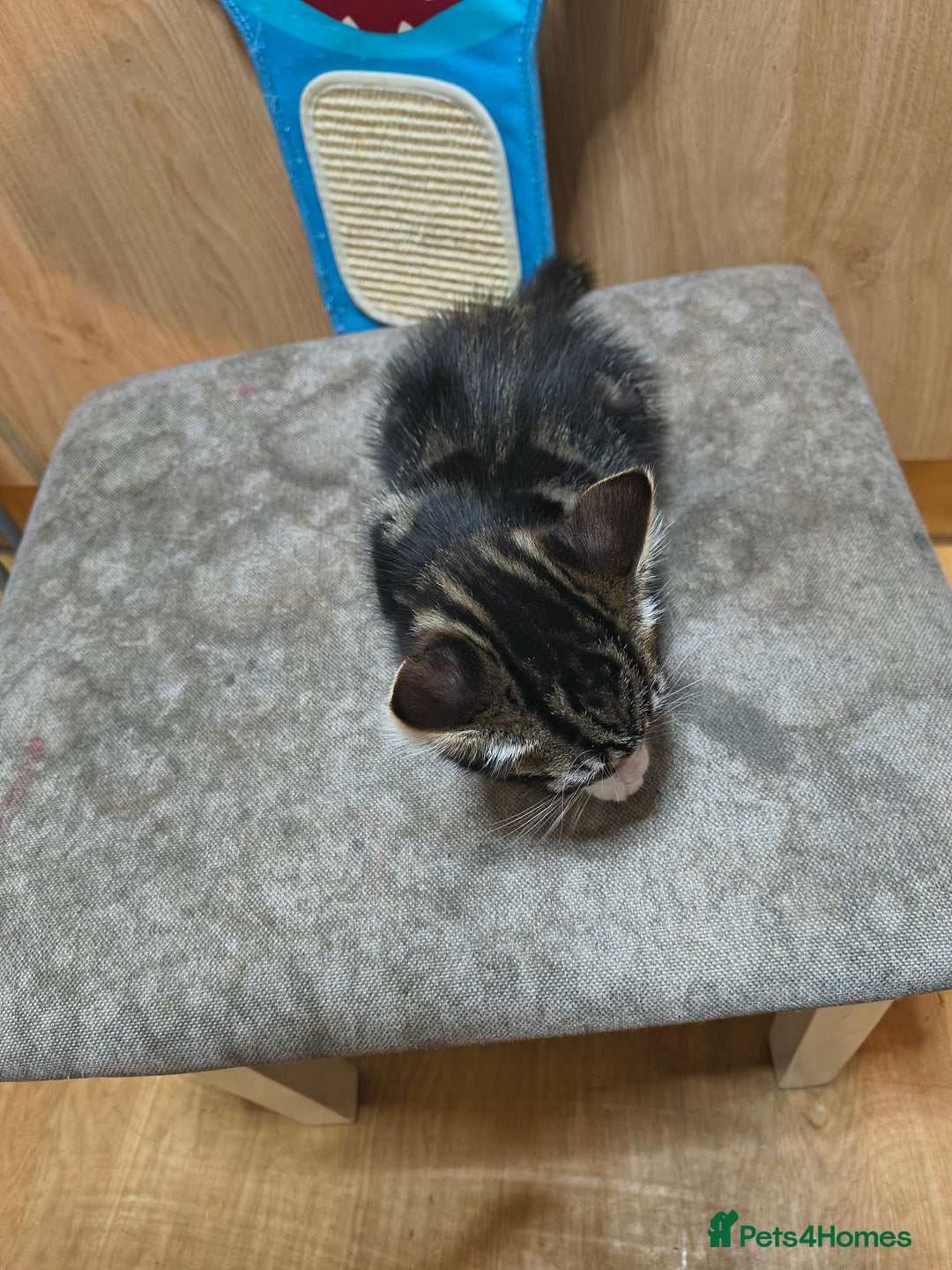 Domestic Shorthair cats for sale: Male kitten - Advert 6