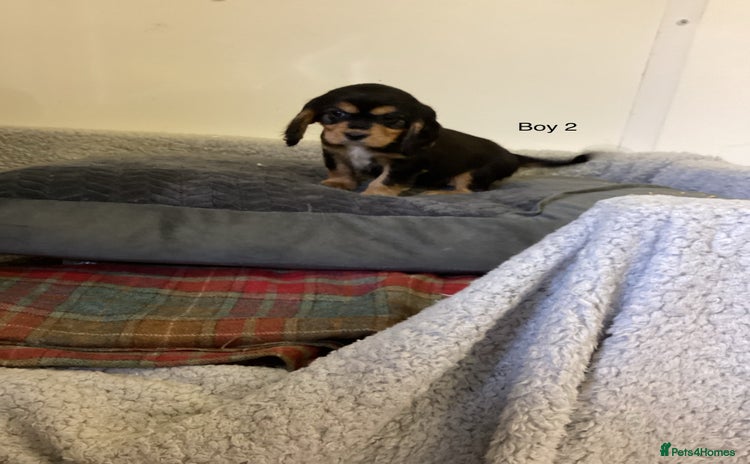 Cockalier dogs - Advert 1