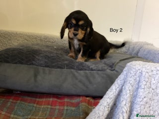 Cockalier dogs - Advert 5