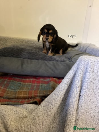 Cockalier dogs - Advert 1