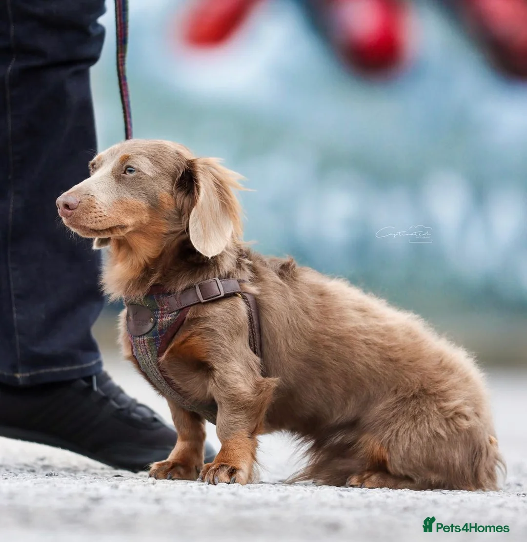 Miniature Dachshund dogs for stud: KC registered fully health tested stud  in Birmingham - Advert 2
