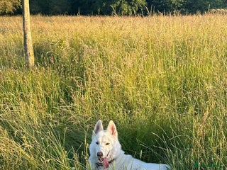 Mixed Breed dogs Best wishes to the puppies - Advert 3