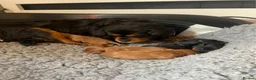 Cavalier King Charles Spaniel dogs for sale: Beautiful Cavalier King Charles Spaniel Puppies in Coventry - Advert 14