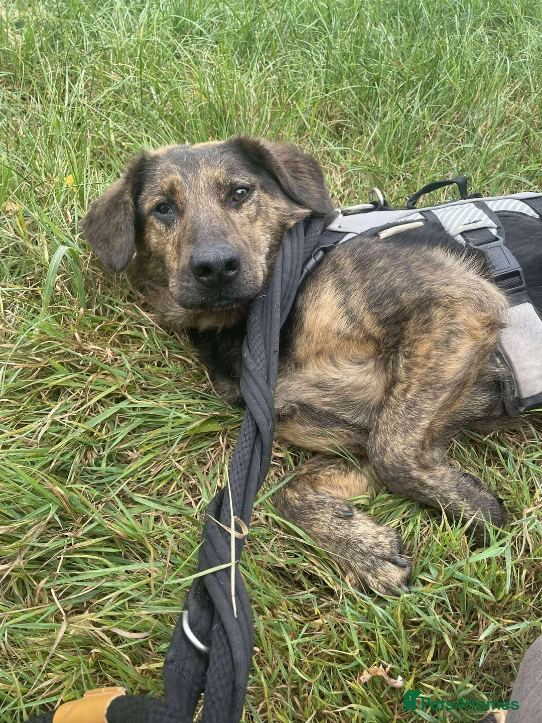 Mixed Breed dogs for adoption: Meet Jess, currently residing in Essex in Nantwich - Advert 15