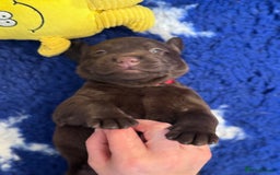 Labrador Retriever dogs for sale: Outstanding Quality Chocolate Labrador Puppies - Image 12