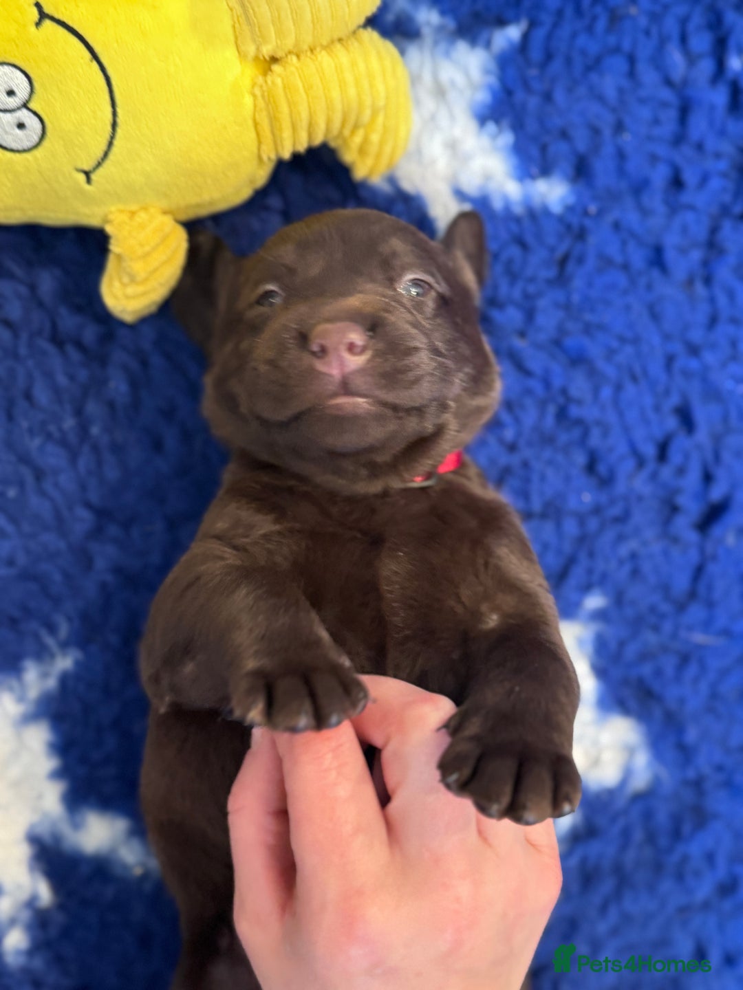 Labrador Retriever dogs for sale: Outstanding Quality Chocolate Labrador Puppies - Image 12