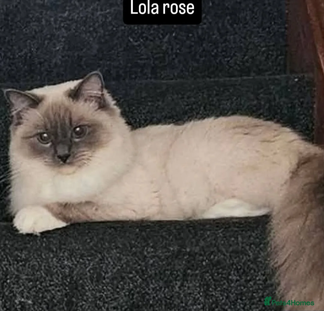 Ragdoll cats for sale: Tica active blue tabby ragdoll - Advert 1