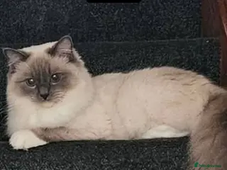 Ragdoll cats Tica active blue tabby ragdoll - Advert 1