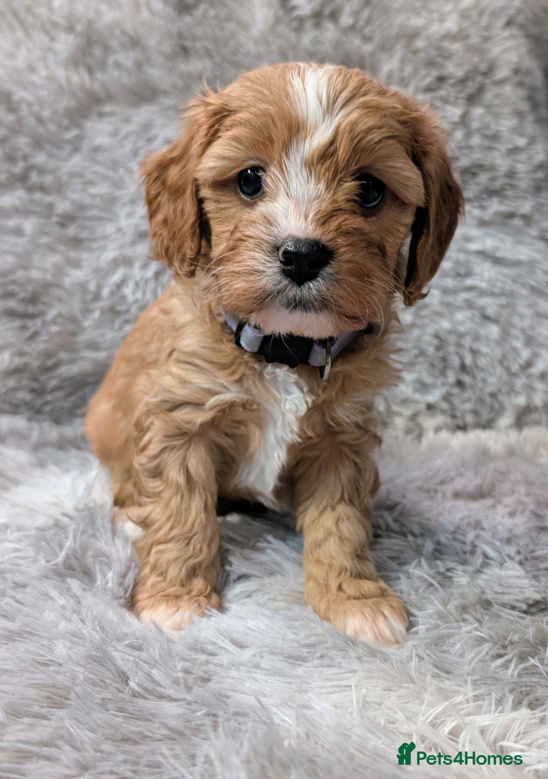 Cavapoo dogs for sale: ❤️F1 CAVAPOO GIRL❤️ HEALTH TESTED PARENTS!🐩 - Advert 8