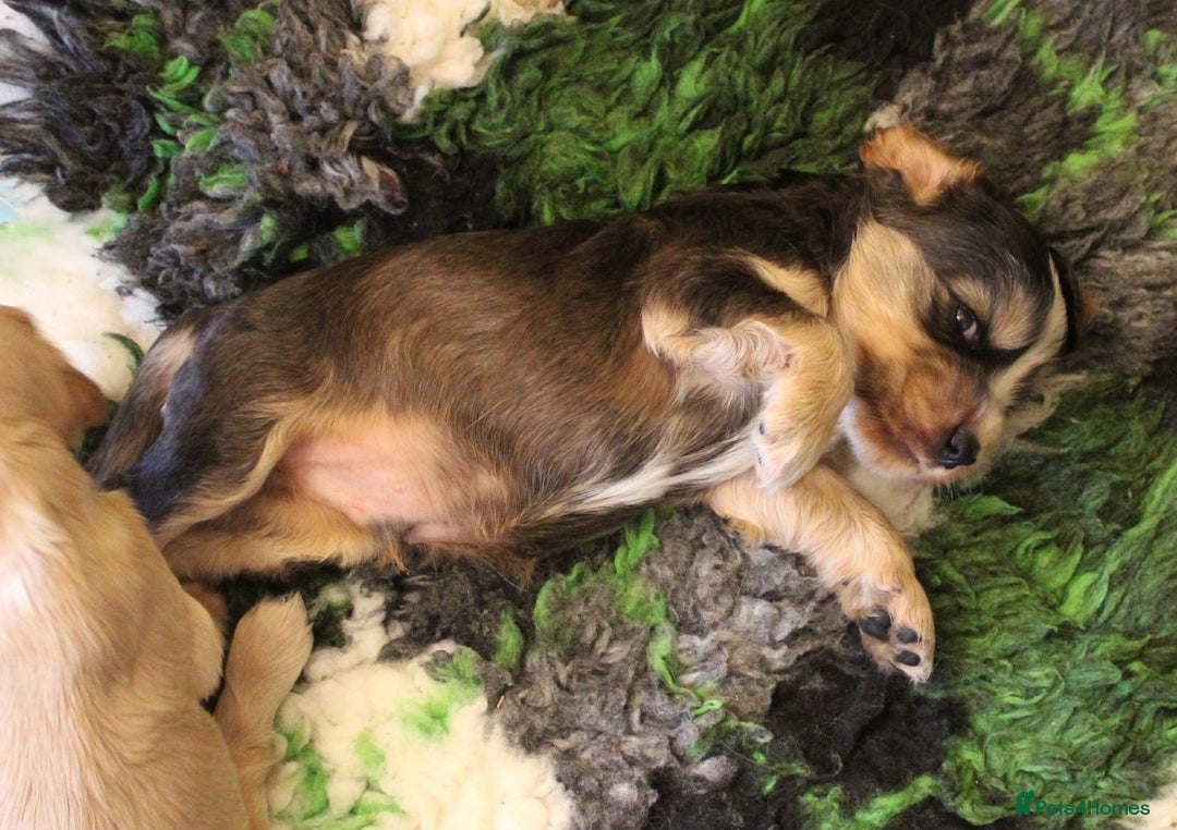 Cocker Spaniel dogs for sale: KC registered Cocker Spaniel puppies - Image 6