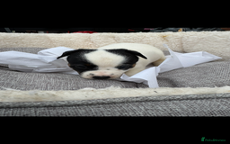 Jack Russell dogs for sale: Beautiful traditional Jack Russell puppies - Image 5