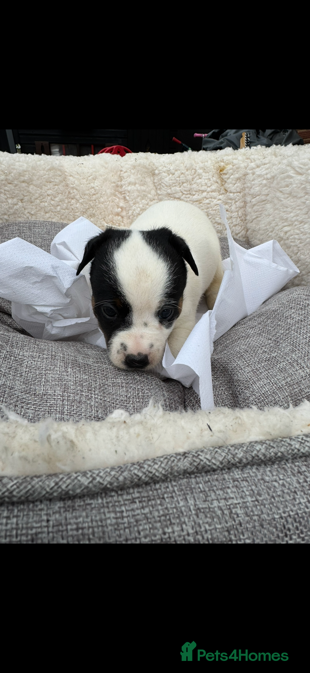 Jack Russell dogs for sale: Beautiful traditional Jack Russell puppies - Image 5