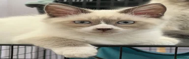 Siberian 1