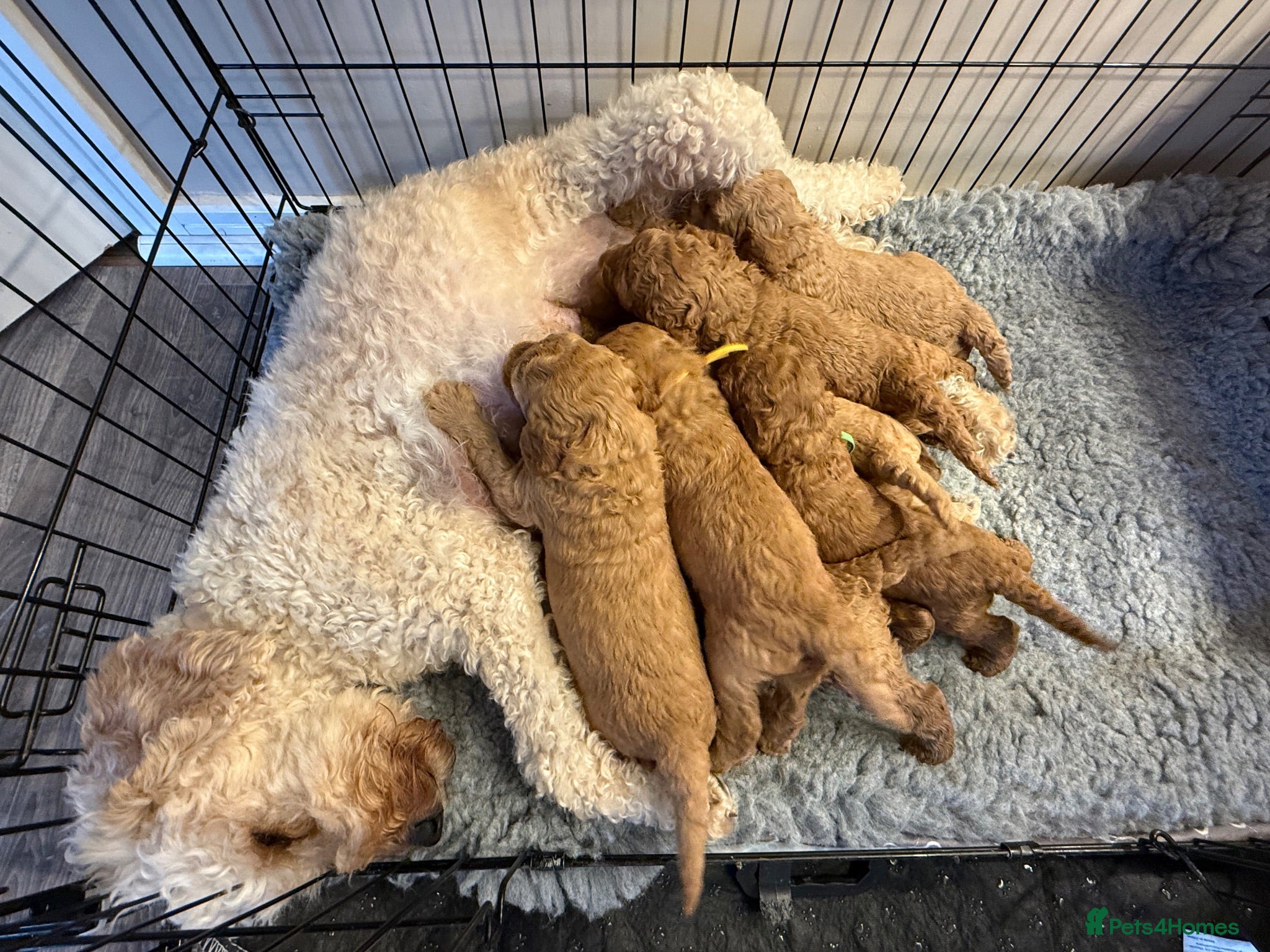 Labradoodle dogs  F1BB Miniature Labradoodle Puppies – Home Raised - Advert 2