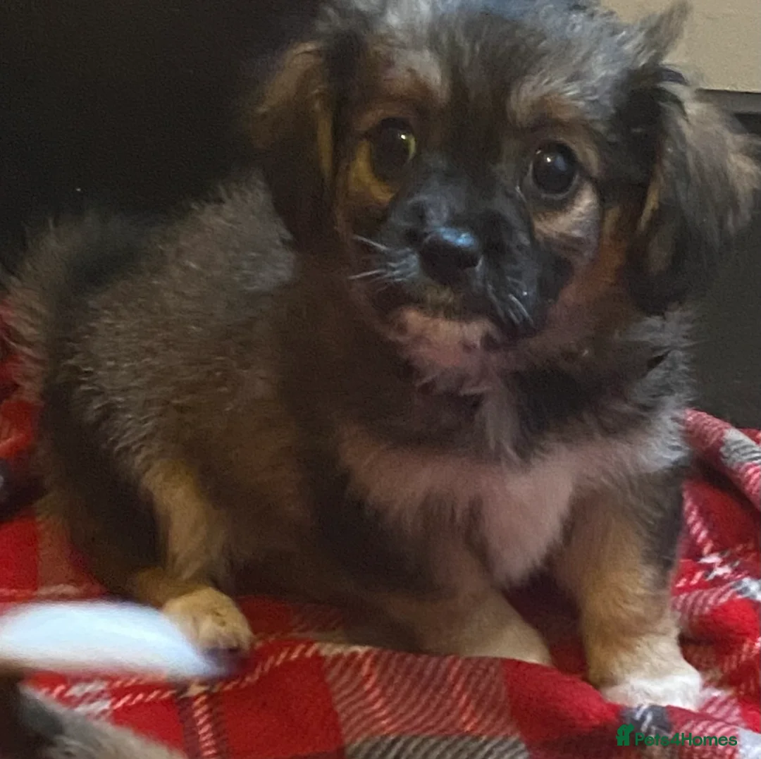 Mixed Breed dogs for sale: Poochoon X adorable pups  - Advert 5