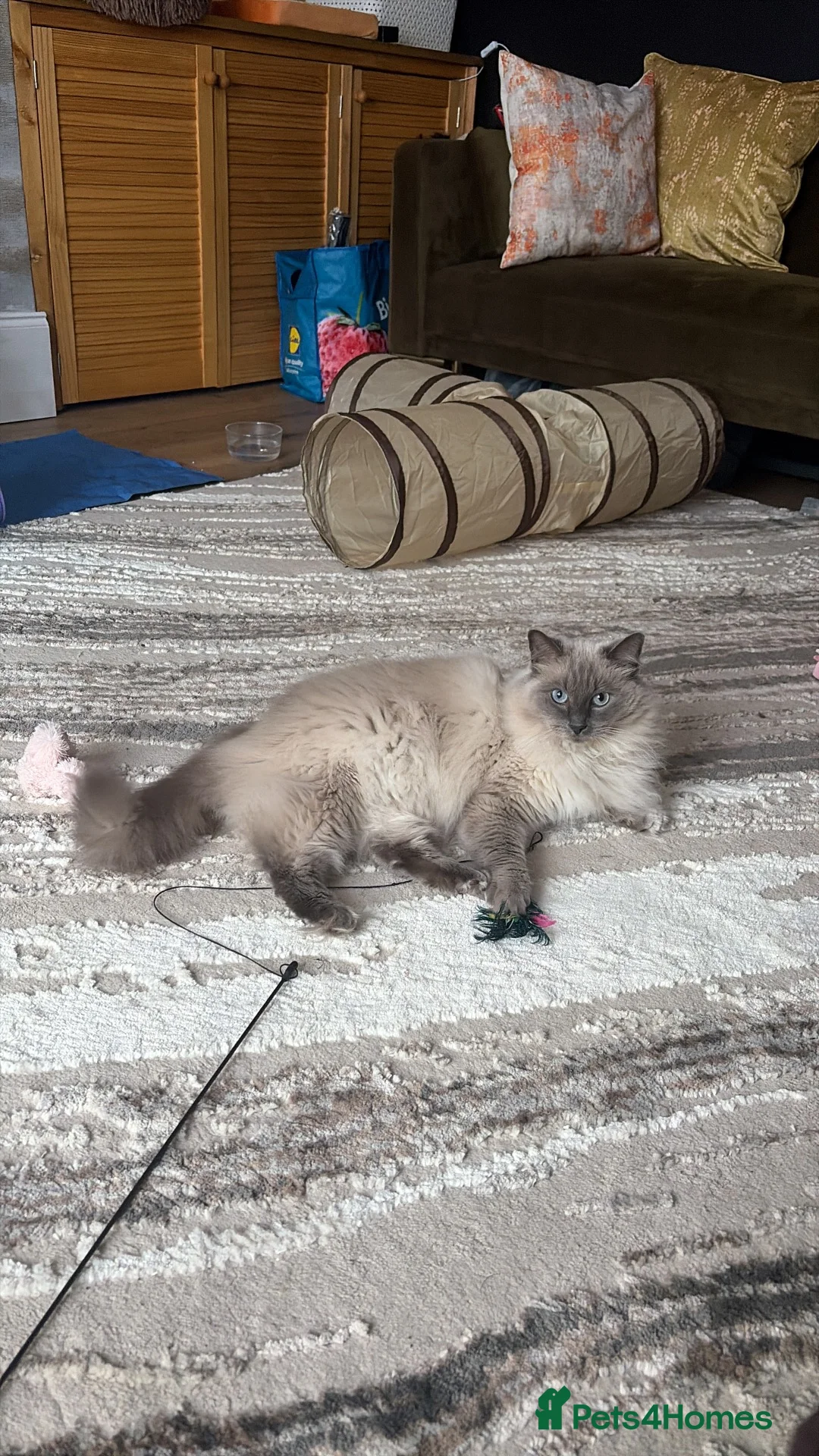 Ragdoll cats for sale: Male ragdoll needing loving home  in Gloucester - Advert 2