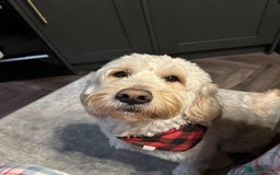 Goldendoodle dogs for stud: Beautiful golden doodle DNA tested/sperm count  in Sutton Coldfield - Image 3