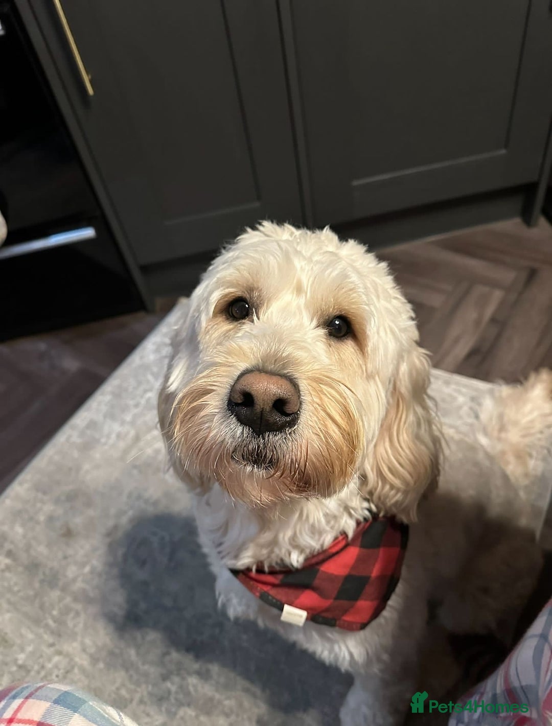 Goldendoodle dogs for stud: Beautiful golden doodle DNA tested/sperm count  in Sutton Coldfield - Image 3