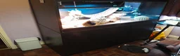 Bearded Dragon reptiles for sale: Friendly Adult Bearded Dragon with Vivarium - Advert 3